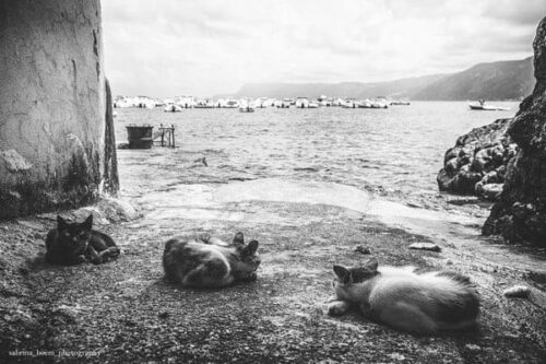 Sabrina Boem - Gli invisibili, i gatti delle colonie