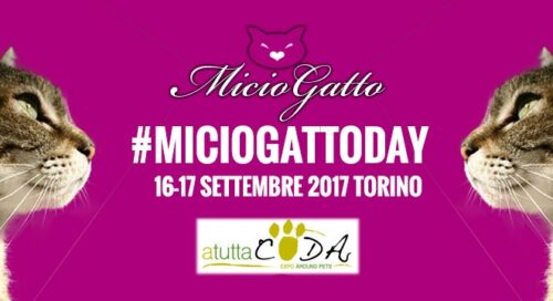 MicioGatto Day
