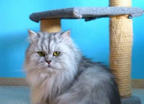 Educare il gatto al tiragraffi