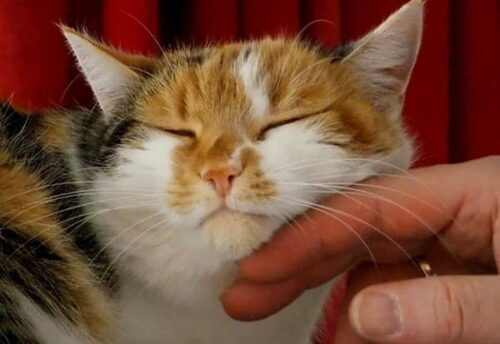 8 agosto giornata mondiale del gatto