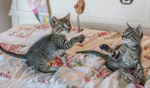 Come accogliere ed educare un gattino tutti i consigli