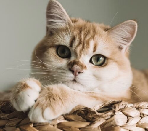 cardiomiopatia ipertrofica gatto o hcm