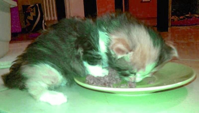 Adottare un cucciolo di gatto