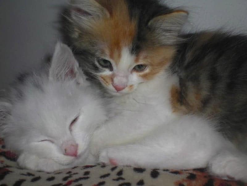 Adottare un gattino, ecco Lady e Oscar