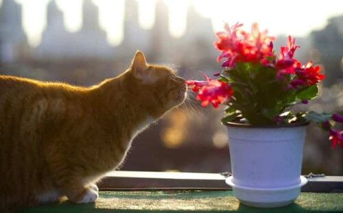 Fiori di bach per gatti