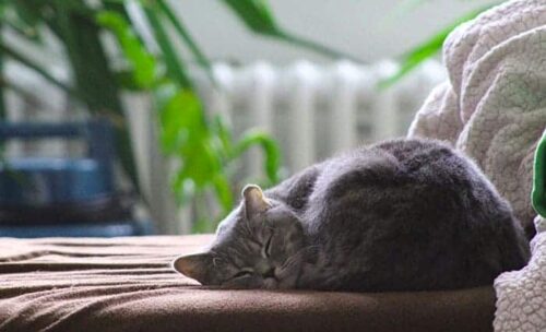 Gatti da appartamento quale razza