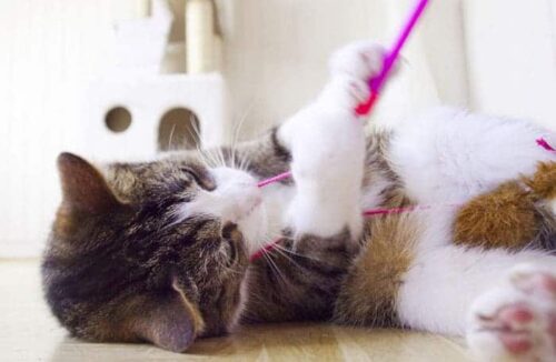 giochini per gatti fai da te