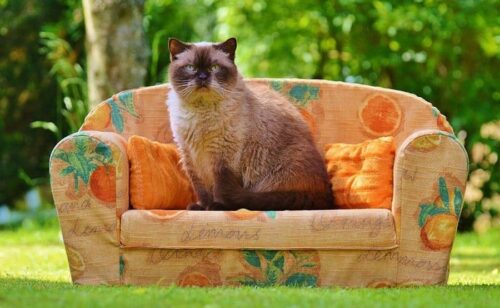 Trasloco con il gatto tutti i consigli