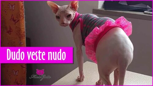 Vestiti per gatti Sphynx e non Dudo veste nudo