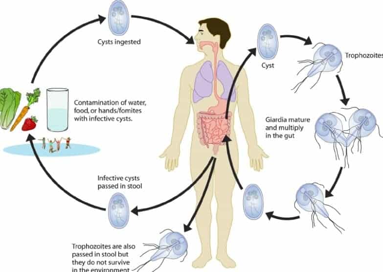 ciclo giardia uomo