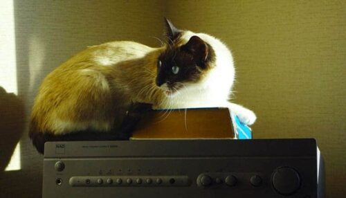 corsi e libri sulla pet therapy