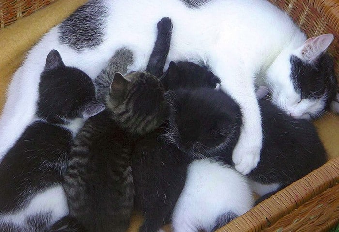 fasi gestazione gatta