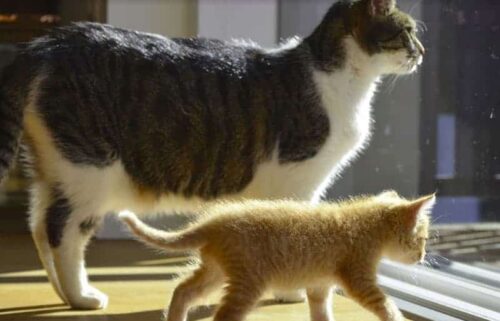 gatto adulto e gattino nuovo in casa