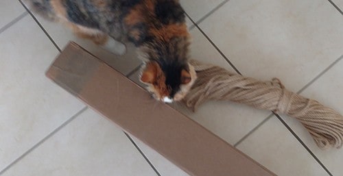 Lady e il tiragraffi
