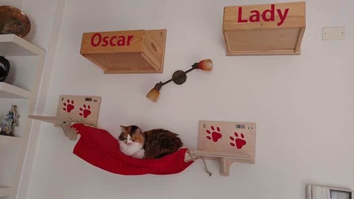 lady sul ponte tibetano per gatti