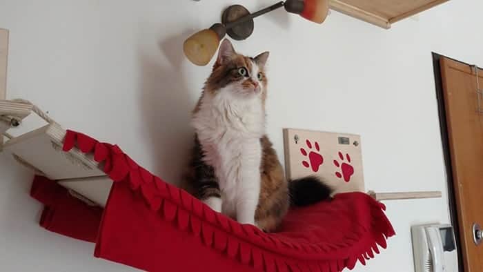 lady sulla passerella per gatti