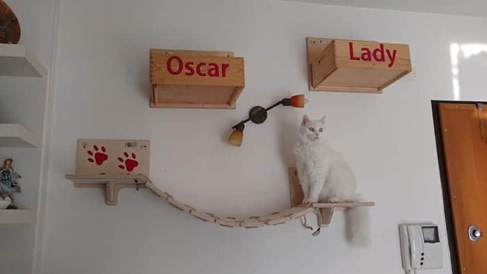 oscar sul ponte tibetano per gatti athleticat