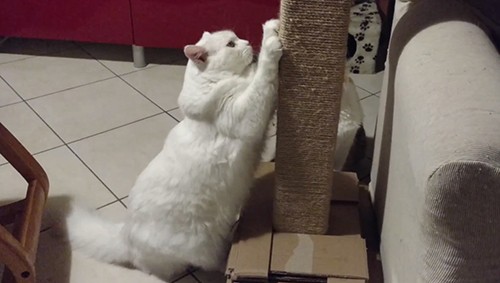 oscar usa il tiragraffi costruito in casa