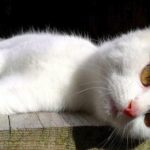 panleucopenia felina o parvovirosi del gatto