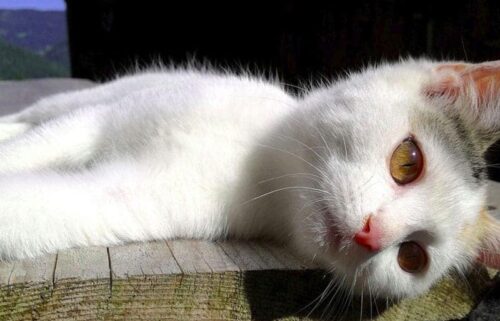 panleucopenia felina o parvovirosi del gatto