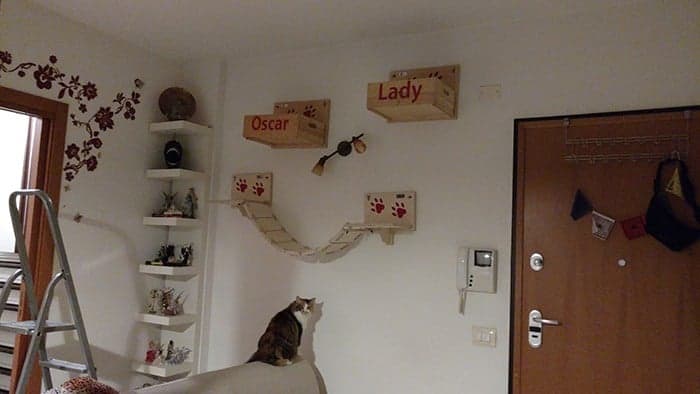 parete attrezzata per gatti montata