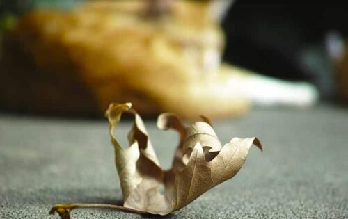 quando muore un gatto elaborare lutto