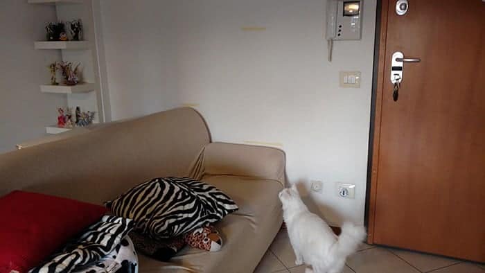 spazio per parete attrezzata per gatti