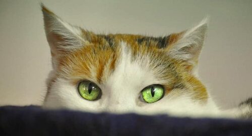 Calcoli e renella nel gatto sintomi cura e prevenzione