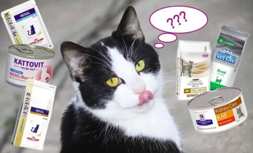 Cibo per gatti con problemi renali scegliere il Renal giusto