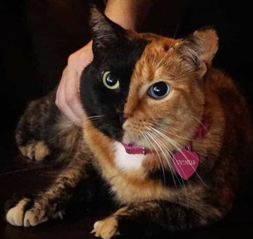 Gatta Venus la bellissima gatta a due facce