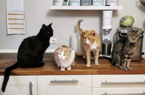 Gatto nero rosso bianco o tartaruga come cambia il carattere