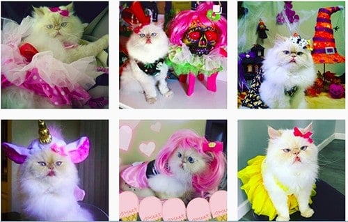 Luna The Fashion Kitty