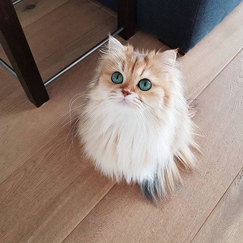 Smoothie Queen of Fluff Instagram