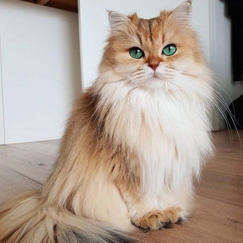 Smoothie Queen of Fluff