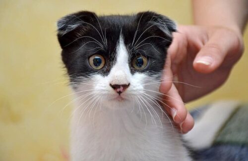 accarezzare un gatto guida alle coccole