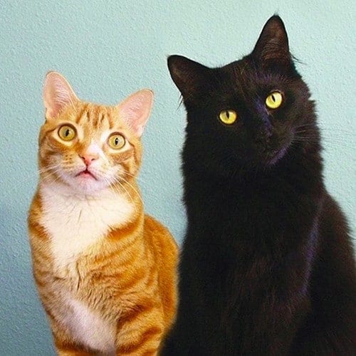 cole e marmelade star del web