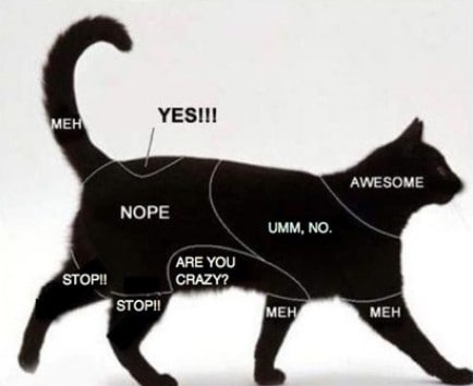 come coccolare un gatto fare grattini