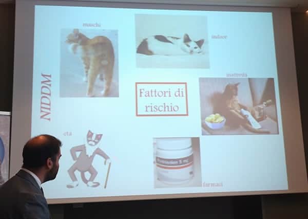 dott Fracassi spiega i fattori di rischio per il diabete nel gatto