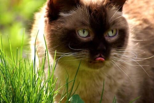 dove comprare erba gatta