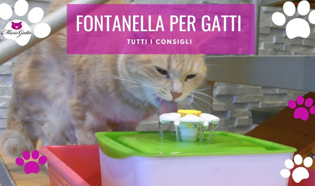 fontanella per gatti con sensore a batteria in acciaio in ceramica consigli recensioni