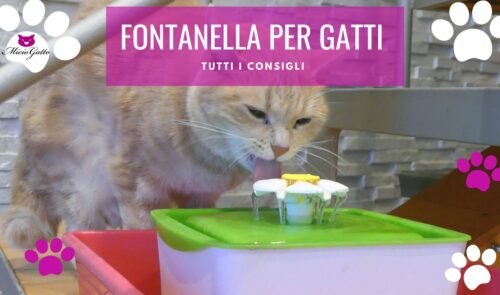 fontanella per gatti con sensore a batteria in acciaio in ceramica consigli recensioni