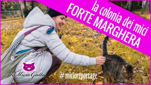 Gatti di forte marghera colonia felina Enpa venezia