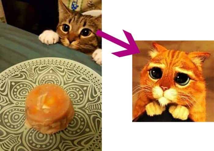 gatto e scatoletta salmone fatto in casa