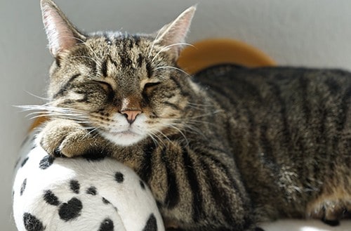 gatto europeo tigrato carattere