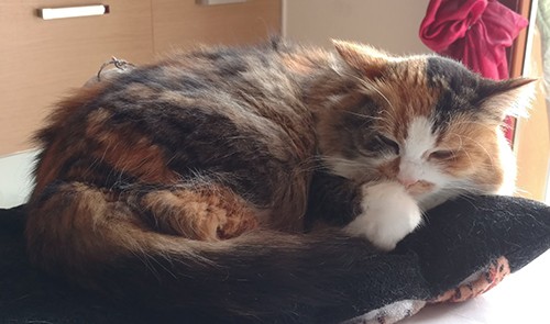 gatto tricolore carattere