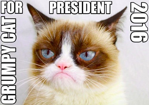 grumpy cat gatto famoso