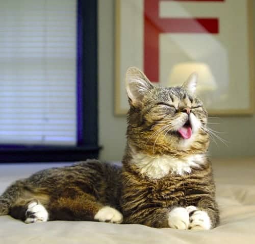 lil bub gattina web