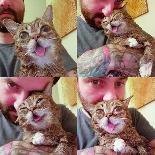 lil bub gattina