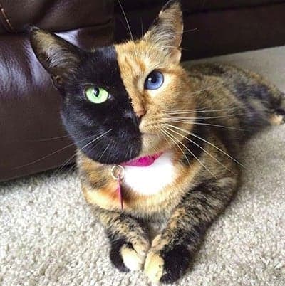 venus la gatta con due facce