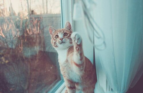 Gioco nel gatto dal gattino al gatto adulto